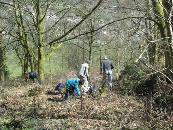 volunteers woodland