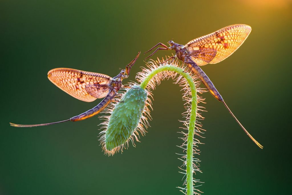 featured image winner petar sabol mayflies 215379 1024x683