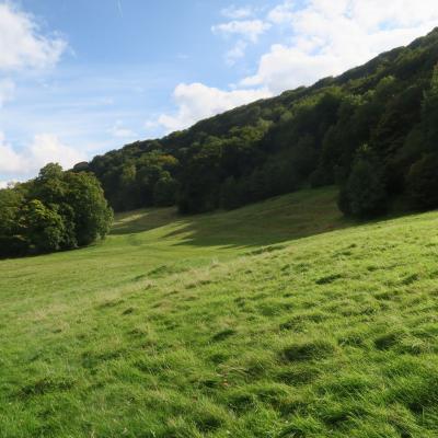 Buckley Wood