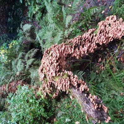 Fungus