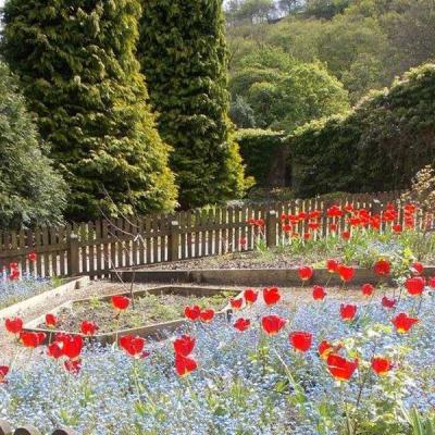 Beautiful display of tulips