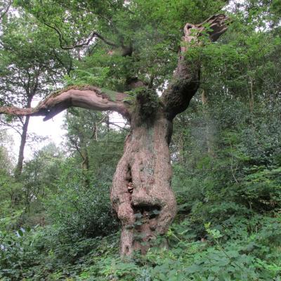 Old Pollarded Oak 
